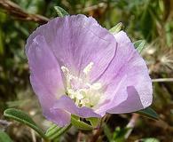 Clarkia davyi