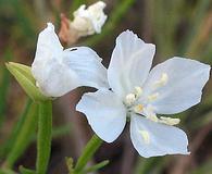 Clarkia epilobioides