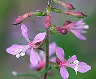 Clarkia heterandra