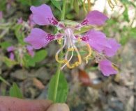 Clarkia mildrediae