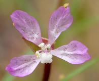 Clarkia modesta