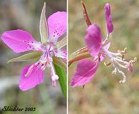 Clarkia rhomboidea