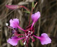 Clarkia unguiculata