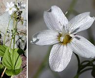 Claytonia cordifolia