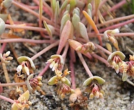 Claytonia exigua