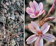 Claytonia gypsophiloides