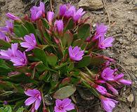 Claytonia megarhiza