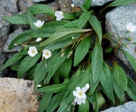 Claytonia multiscapa