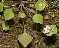 Claytonia perfoliata