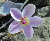 Claytonia rosea