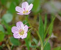 Claytonia tuberosa