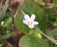 Claytonia washingtoniana