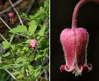 Clematis bigelovii