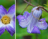 Clematis crispa