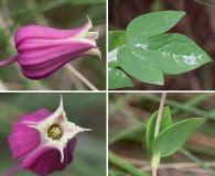 Clematis glaucophylla