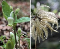 Clematis ochroleuca