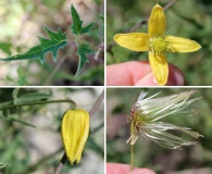 Clematis orientalis