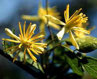 Clematis pauciflora