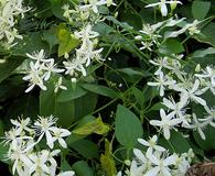 Clematis terniflora