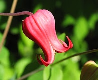 Clematis texensis