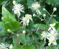 Clematis vitalba