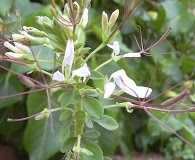 Cleome gynandra