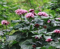 Clerodendrum bungei