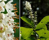 Clethra alnifolia