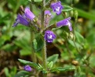 Clinopodium acinos