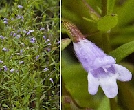 Clinopodium arkansanum