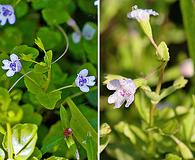 Clinopodium brownei