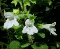 Clinopodium chandleri