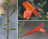 Clinopodium coccineum