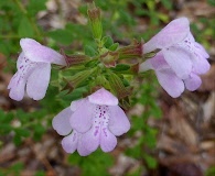 Clinopodium dentatum