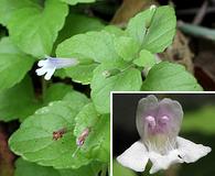 Clinopodium douglasii