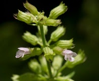 Clinopodium gracile