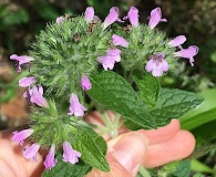 Clinopodium vulgare