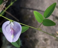 Clitoria mariana