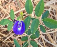 Clitoria ternatea