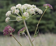 Cnidium cnidiifolium