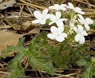 Cnidoscolus stimulosus