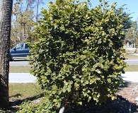 Coccoloba diversifolia