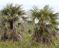 Coccothrinax argentata