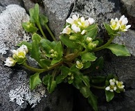 Cochlearia groenlandica