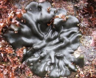 Codium setchellii