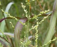 Coleataenia anceps