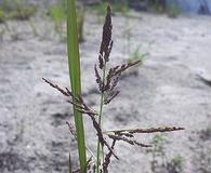 Coleataenia longifolia