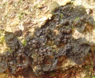 Collema nigrescens