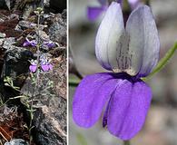 Collinsia linearis