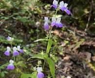 Collinsia multicolor